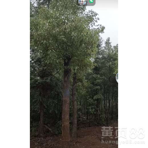 栽植时间与注意事项