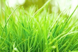 抑草草种需要特殊养护吗？其实比普通草坪梗省心！