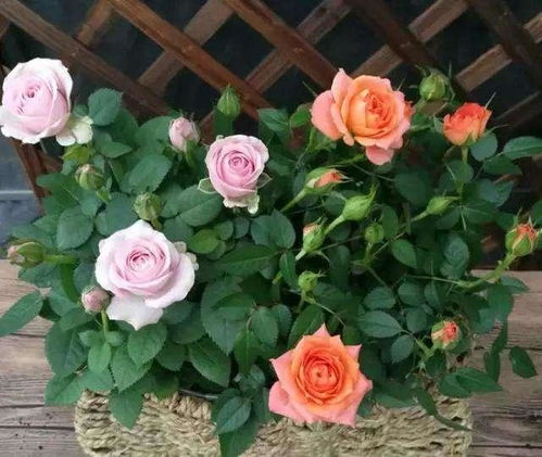 月季的养护要点