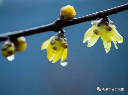 腊梅的多样品种