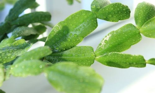如何根据七彩叶的养殖方法，掌握多彩叶的种植技巧
