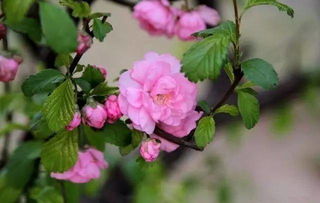 夏季正午嫁接， 枯死率↑60%