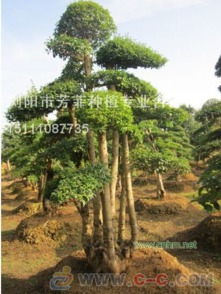 我的“镇院老桩”：用沙质土养了八年依旧旺盛