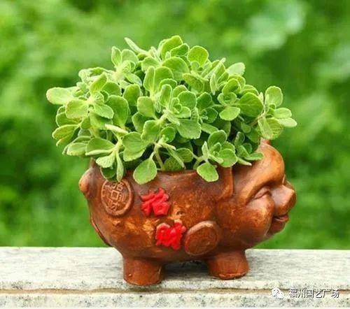 驱蚊植物怎么选？这篇教你轻松挑选有效驱蚊植物