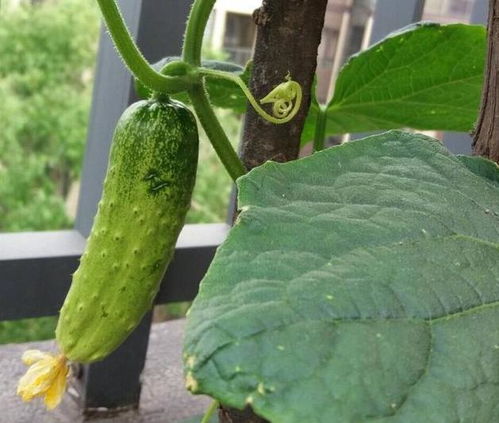 黄瓜和西瓜，夏日里的清凉使者