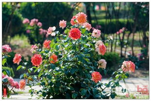 月季花的花语：热情与奔放