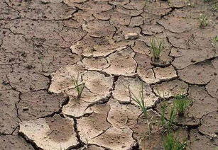 土壤板结与草种的关系