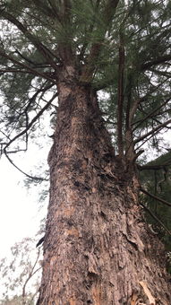 园林公司秘籍， 矿泉水瓶也嫩用