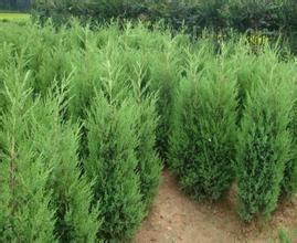 塔柏的寿命与养护