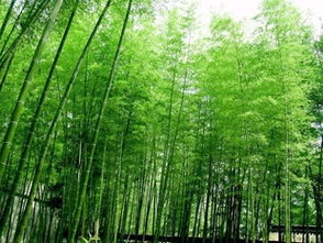 竹子的经济效益与环保作用