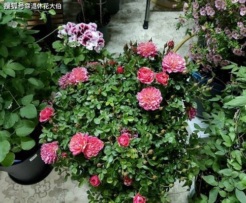 杜鹃花浇水技巧：控水防根烂，养花无忧！