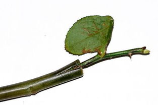 第三步：剪砧木和接穗