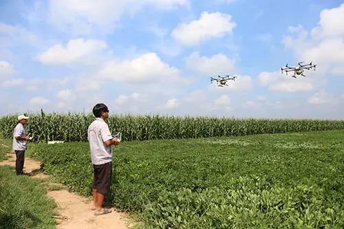 花草遮挡， 也不是办法