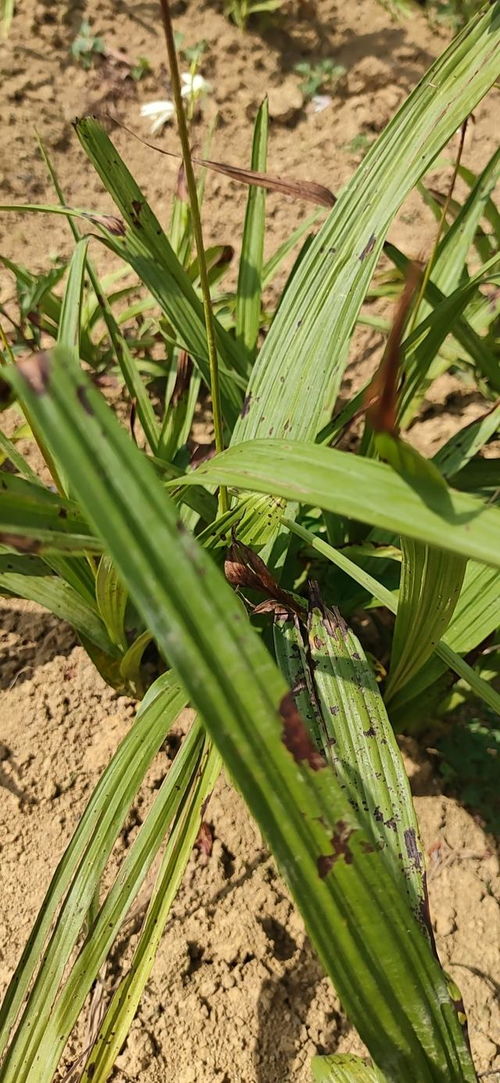 kan这几点， 就Neng判断出锈病