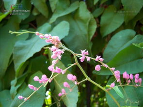 四、修剪要得当