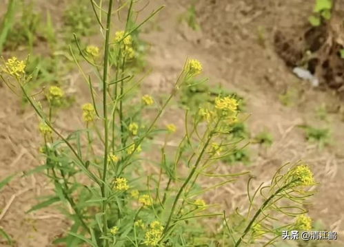 雪里红和芥疙瘩种子是否相同？需了解其植物学特征