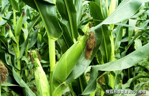 增产3吨，增收5600元