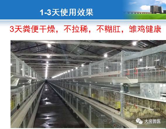 肉鸡消化系统：高效吸收