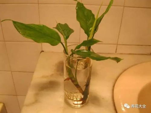 小贴士：水培瓶要放在阳光充足的地方，但要避免直射阳光，否则花儿会被晒伤。