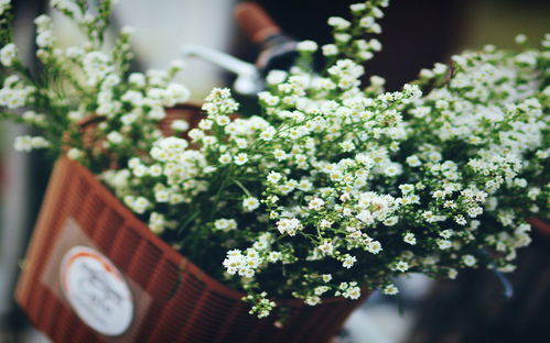 四季桂：四季开花的耐寒桂花