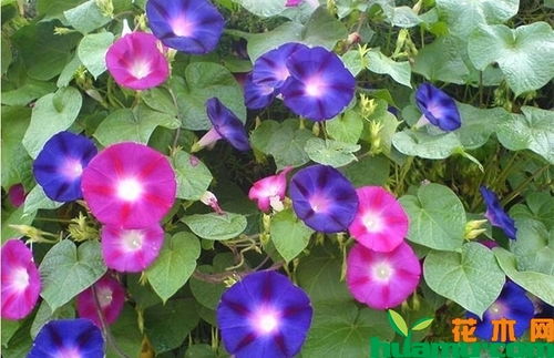 喇叭花的养护小贴士