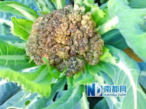 粉掌花包变黑了？是保存不当还是质量问题