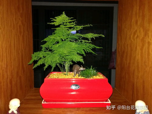 茶梅株型调整，如何让枝繁叶茂更美观