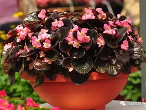 四季海棠冬季耐寒，冬季养护攻略，爆款花卉必备