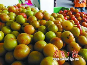 普宁青梅之乡丰年遭遇虫灾，果农心酸泪洒丰收季