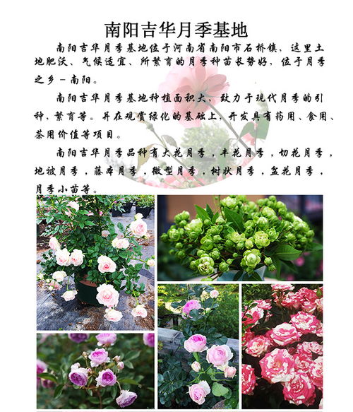 郑州月季：市花的风采，北方的适应