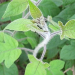 爬山虎的药名背后的秘密