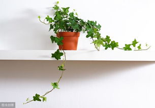 卧室放什么植物好？这几种植物让你睡得更香