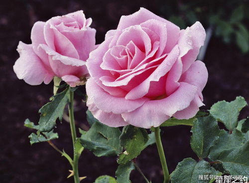 好期在四时深爱如长风