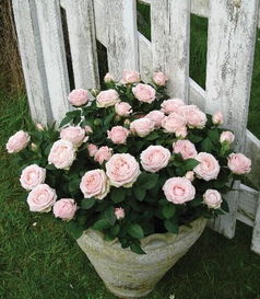 菊花浇水的正确方法