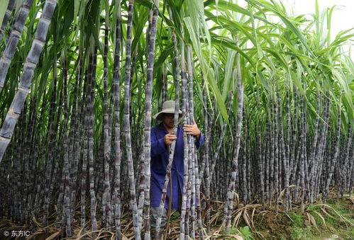 冬天甘蔗种植的保暖与防冻大揭秘