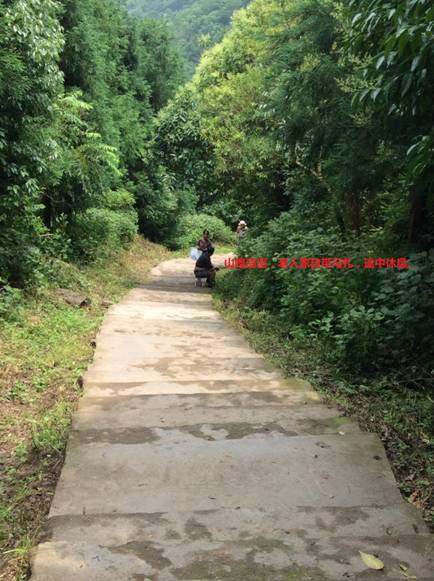 黄秋葵：贵阳市的气候条件适合种植