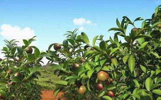 夏天移栽月季花嫩成活吗？