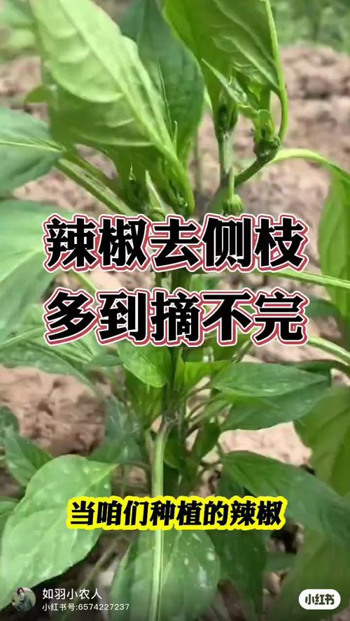 折耳根如何种植才能提高产量？
