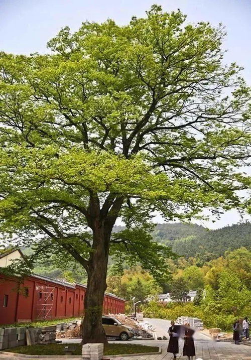 银杏树，亿年古树