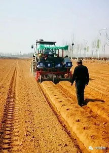 丹参的神秘收割之地