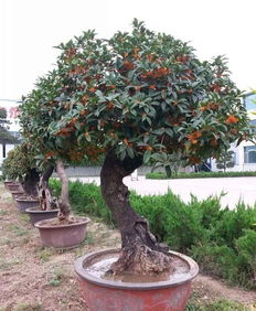 修剪与土壤管理