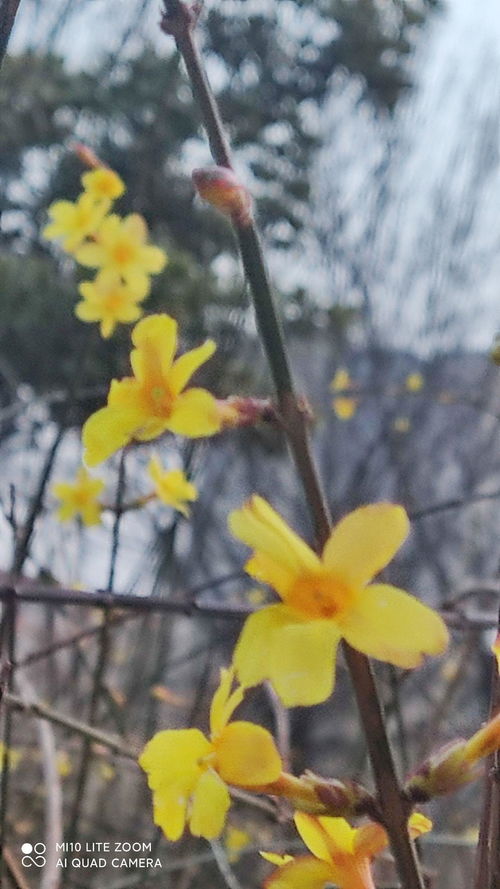 怎么养迎春花？它是不是彳艮娇贵呢？