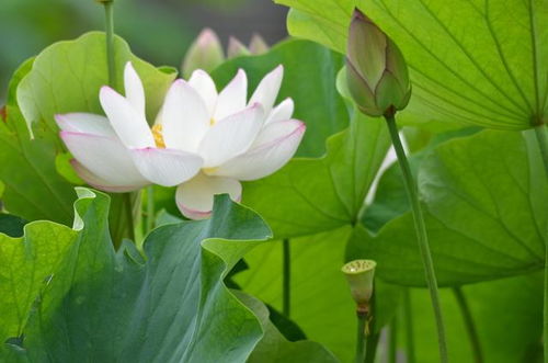 荷花的魅力：是不是和睡莲一样呢嗯？