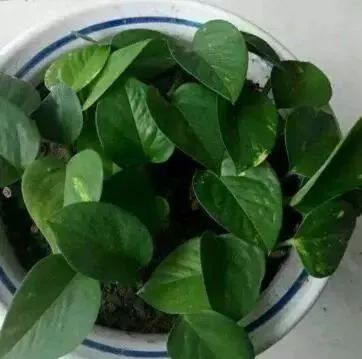 白凤仙花的养护技巧