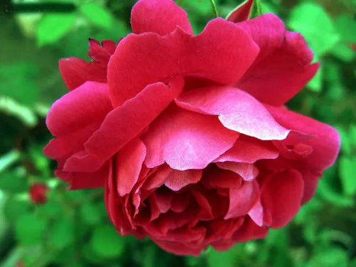 月季花与诗词：美丽邂逅