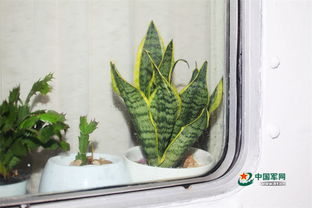 想养好多肉植物？这份超全养殖方法