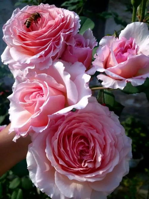 最美的花是牡丹？哪种花被称为“花中之王”