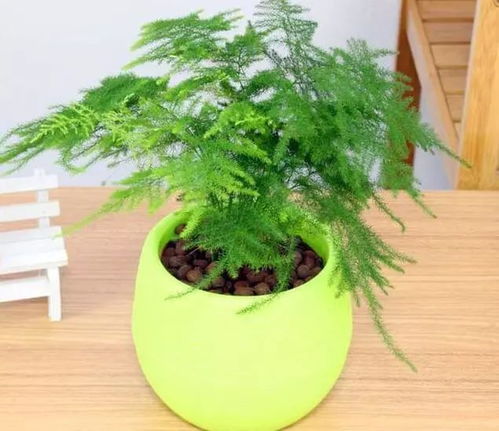 高盆适合种什么植物？让你的家瞬间焕发光彩