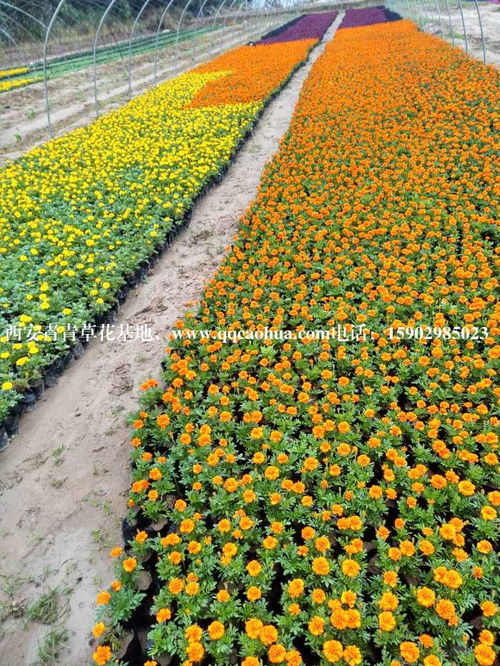 夏季高温下的花草种植攻略