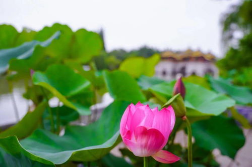 扬州瘦西湖边的百年紫薇：紫薇